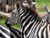 Zebra Stripes